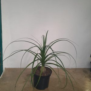 Beaucarnea Ponytail Palm 20cm Pot