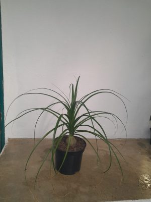 Beaucarnea Ponytail Palm 20cm Pot