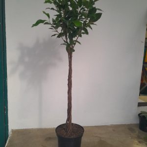 Ficus Millennium Twisted 20cm Pot