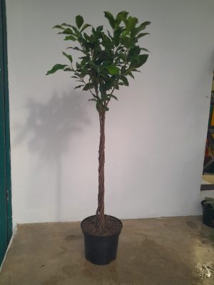 Ficus Millennium Twisted 20cm Pot