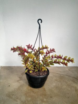 Columnea Krakatau 20cm Hanging Basket