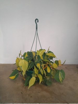 Philodendron Mica 25cm Hanging Basket