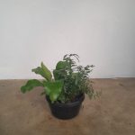 Mixed Fern Bowl 16cm