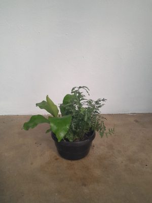 Mixed Fern Bowl 16cm