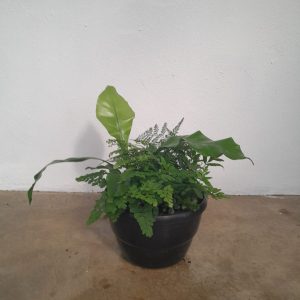 WhatsApp-Image-2023-10-19-at-15.28.17_e5d23220.jpg Mixed Fern Bowl 20cm
