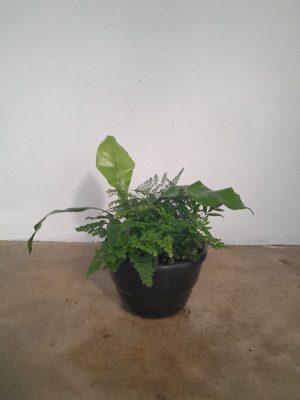Mixed Fern Bowl 20cm