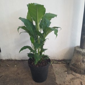 WhatsApp-Image-2023-10-19-at-15.28.19_ffe02513.jpg Spathiphyllum Sebastian 30cm
