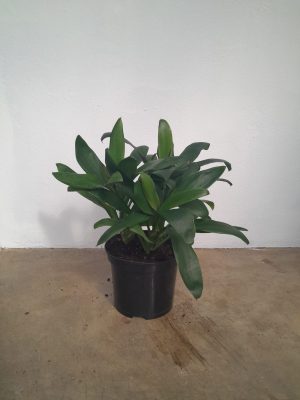 Spathiphyllum Sebastian 20cm