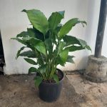 WhatsApp-Image-2023-10-19-at-15.28.21_14baaff5.jpg Spathiphyllum Sebastian 35cm