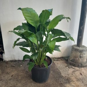 WhatsApp-Image-2023-10-19-at-15.28.21_14baaff5.jpg Spathiphyllum Sebastian 35cm