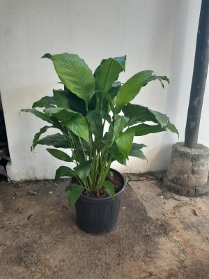 Spathiphyllum Sebastian 35cm