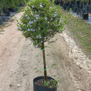 Freylinia Tropica (Blue) Standard/Lollipop 10lt