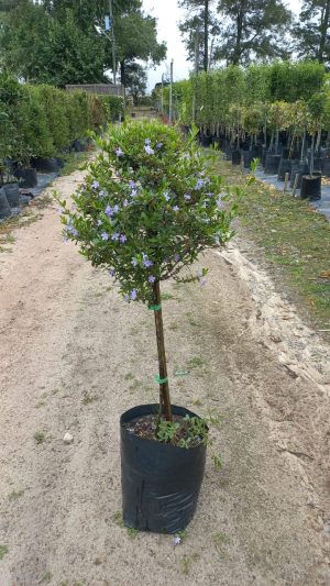 Freylinia Tropica (Blue) Standard/Lollipop 10lt