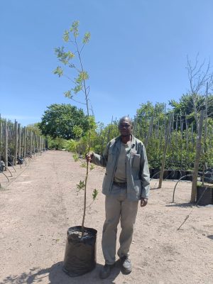 Virgilia Divaricata 40lt (Keurboom)