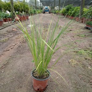 Aristida Junciformis Grass 17cm Pot