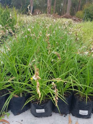 Chlorophytum Saundersiae 15cm Pot