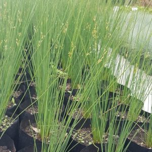 WhatsApp-Image-2023-11-04-at-16.11.03.jpeg Juncus Effesus 4lt