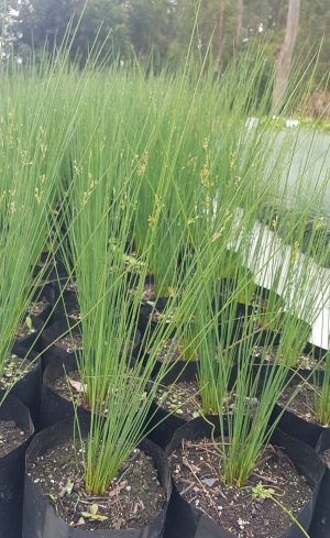 Juncus Effesus 4lt