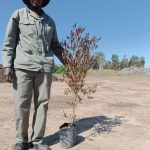 Dodonaea viscosa Purpurea 10lt