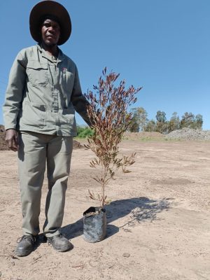Dodonaea viscosa Purpurea 10lt