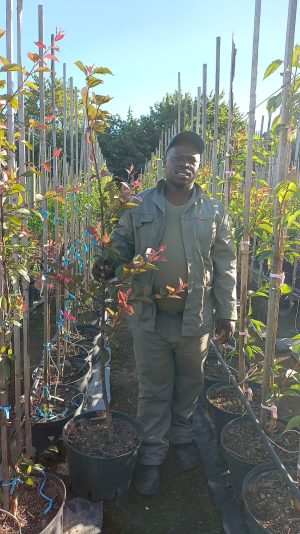 Malus "red weeping" - Crab Apple 25lt