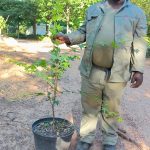 Acer Palmatum Tree 25lt