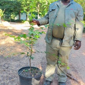 Acer Palmatum Tree 25lt