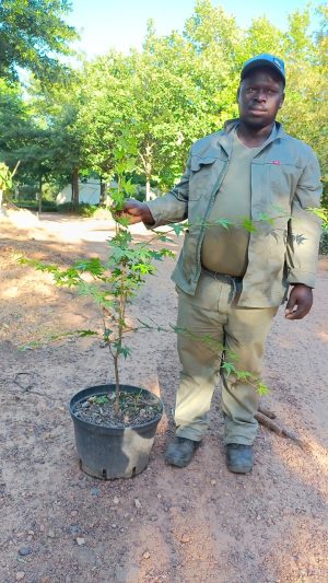 Acer Palmatum Tree 25lt