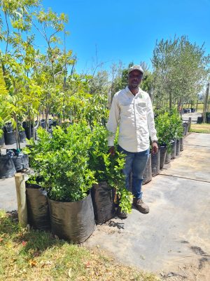 Murraya Exotica (Orange Jasmine) 50lt