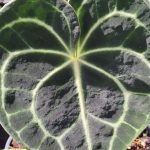 Turtle Leaf Anthurium 14cm Pot