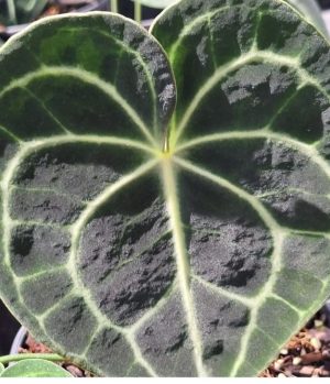 Turtle Leaf Anthurium 14cm Pot