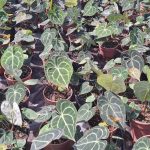 Turtle Leaf Anthurium 14cm Pot