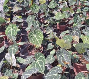 Turtle Leaf Anthurium 14cm Pot