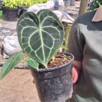 Turtle Leaf Anthurium 14cm Pot