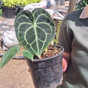 Turtle Leaf Anthurium 14cm Pot