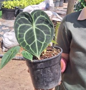 Turtle Leaf Anthurium 14cm Pot