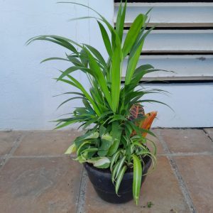 WhatsApp-Image-2024-01-15-at-11.11.12.jpeg Dream Bowl Mixed Green 20cm