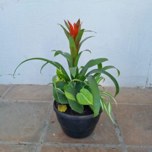 WhatsApp-Image-2024-01-15-at-11.11.13-1.jpeg Bromeliad Bowl 20cm