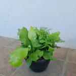 Mixed Fern Bowl 20cm