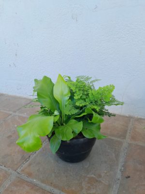 Mixed Fern Bowl 20cm