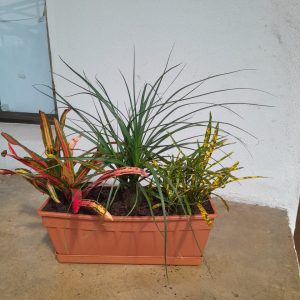 Mix Trough Of Plants