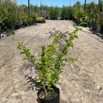 Duranta Sapphire Showers 10lt