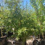 Tarchonanthus camphoratus-100