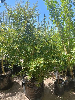 Tarchonanthus camphoratus-100