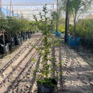 WhatsApp-Image-2024-02-02-at-11.17.36.jpeg Hibiscus Pure White 20lt