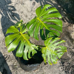 Delicious Monster 20lt