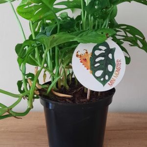 WhatsApp-Image-2024-02-05-at-15.05.16.jpeg Swiss Cheese Monster 18cm Pot