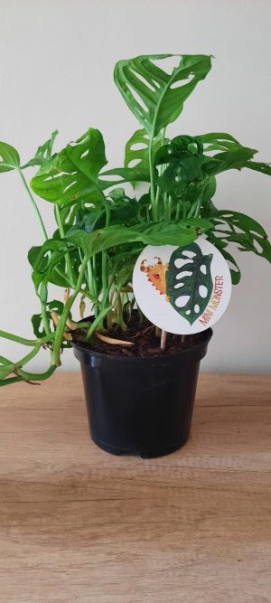 WhatsApp-Image-2024-02-05-at-15.05.16.jpeg Swiss Cheese Monster 18cm Pot