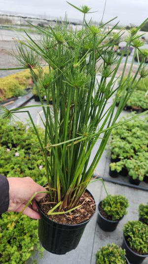 Cyperus Papyrus 8lt