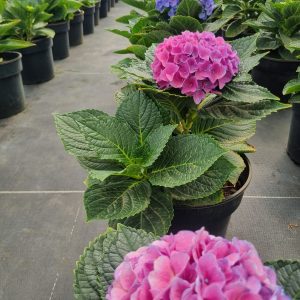 WhatsApp-Image-2024-03-19-at-09.14.39.jpeg Hydrangea Purple/Blue 26cm Pot